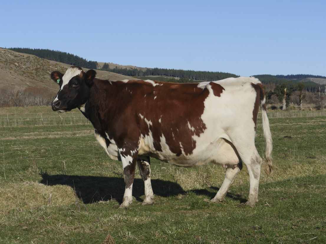 Jubilee Ayrshires Goldwyn Miss Secrecy ET Dam Craigmyle Regal Secrecy Ex5